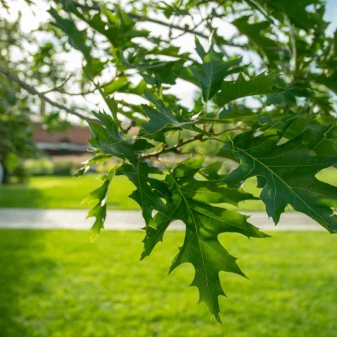 Детская интерактивная экскурсия по Новой Голландии 